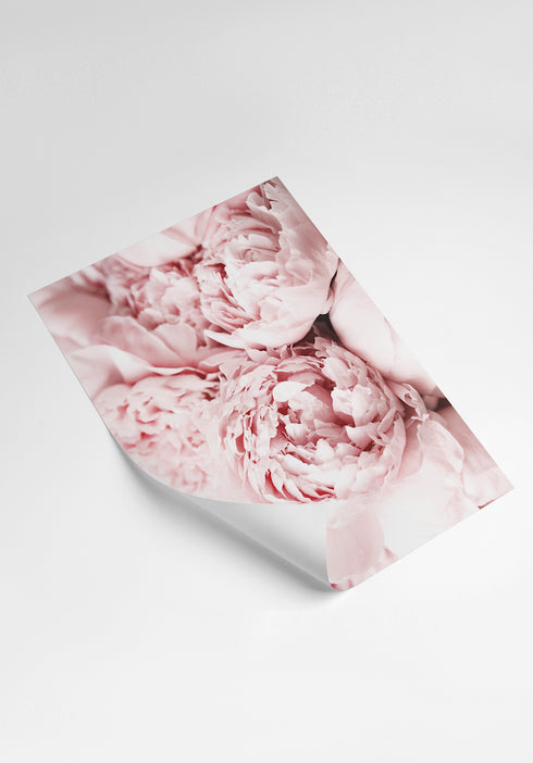 Peonias Póster